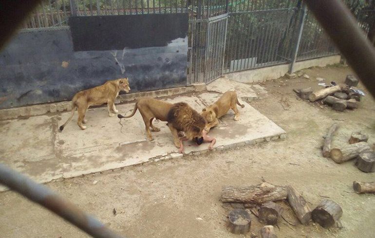 Man doet zelfmoordpoging door in leeuwenverblijf te springen