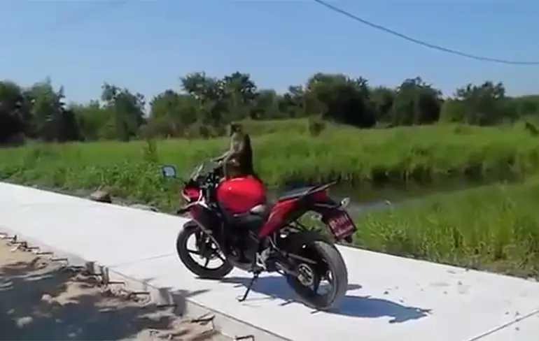 Man en aap hebben gevecht om motor in Thailand