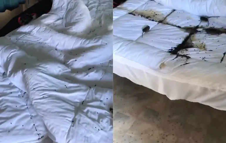 Man heeft door muizenplaag niet lang kunnen genieten van zijn caravan