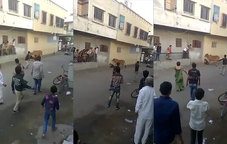 Man in India heeft ruzie met een koe