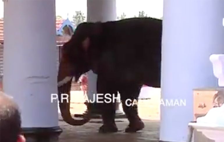 Man kan aanval van olifant in Kerala niet na vertellen