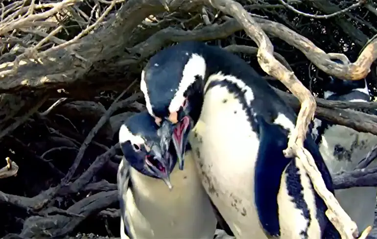 Man komt thuis en treft zijn vrouw aan met andere pinguïn