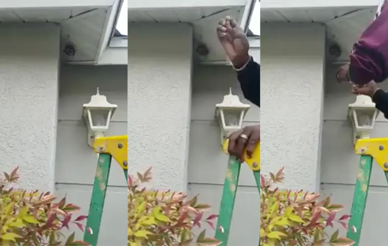 Man maakt wespennest met blote handen kapot