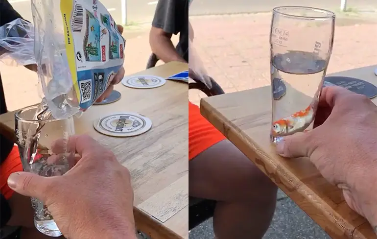 Man man man, doe eens normaal: Goudvissen opdrinken en wegspoelen met bier