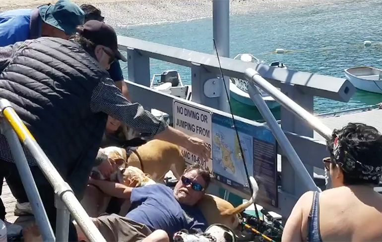 Man op Catalina Pier heeft het aan de stok met 2 Pitbulls
