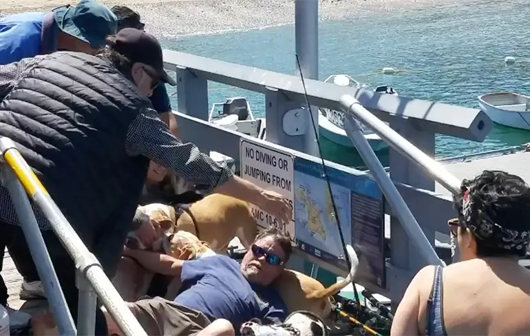 Man op Catalina Pier heeft het aan de stok met 2 Pitbulls
