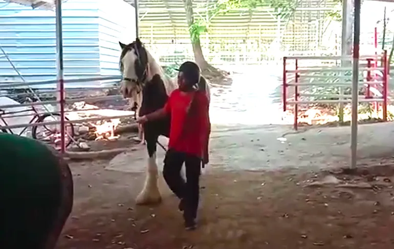 Man per ongeluk bijna gedekt door een hitsig paard