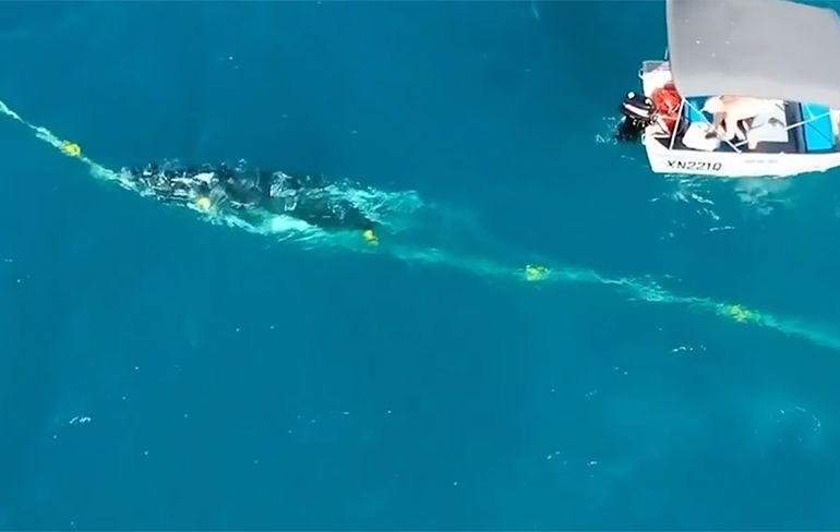Man redt walviskalf uit haaiennet, maar riskeert daarmee hoge boete