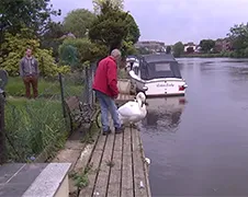 Man redt zwaantje terwijl mannetjes zwaan boos is