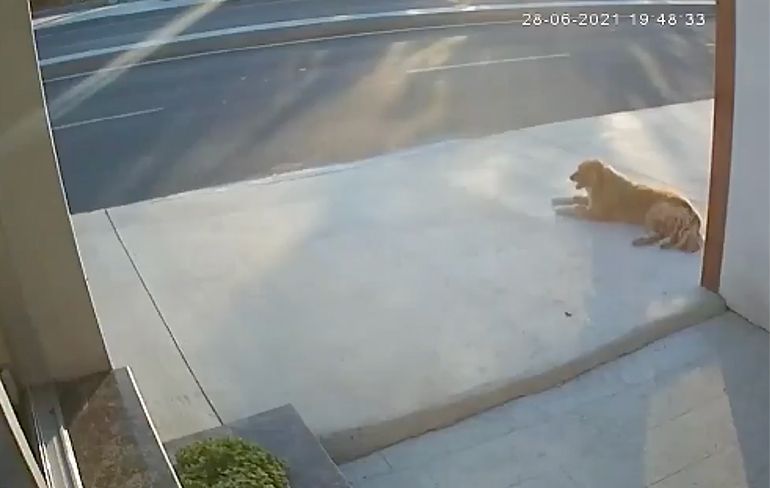Man schrikt van blaffende hond, knalt daarna tegen vrachtwagen