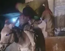 Man tilt ezel met zijn tanden!