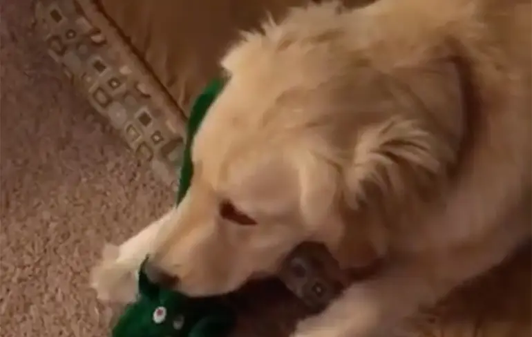 Man verkleed zich als het favoriete speeltje van zijn hond