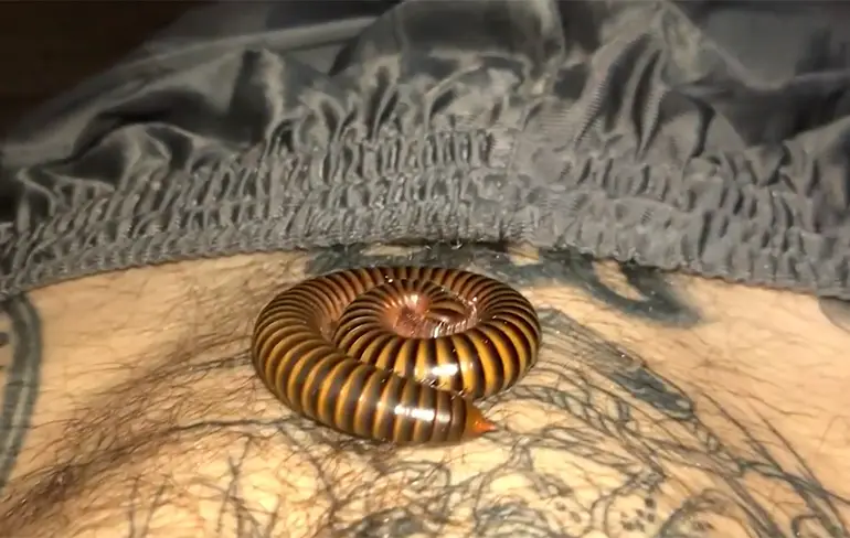Man wordt wakker met duizendpoot op zijn lichaam