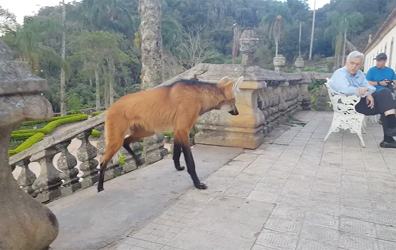 Manenwolf krijgt wat te eten in Brazilië