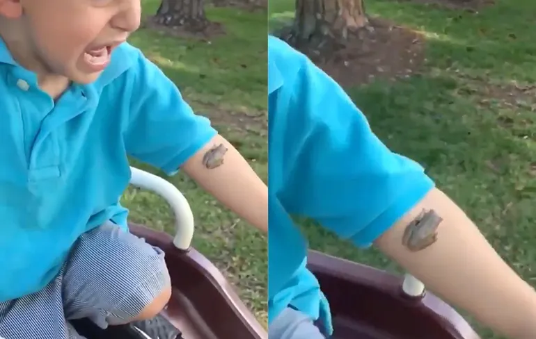 Mannetje heeft een trauma voor het leven door een kikker