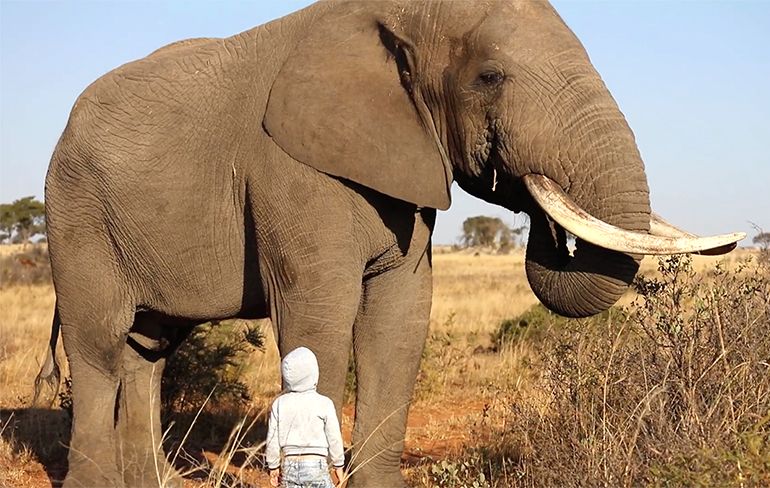 Mannetje van vier is helemaal niet bang voor olifant in Zimbabwe