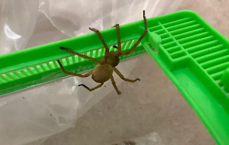 Medewerkers supermarkt in Assen vinden exotische spin tussen bananen