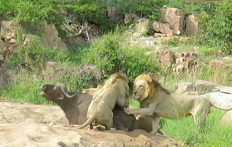 Meer van de leeuwen die een buffel op het menu hadden in Kruger National Park