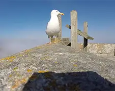 Meeuw jat GoPro camera op Spaanse eiland Cíes