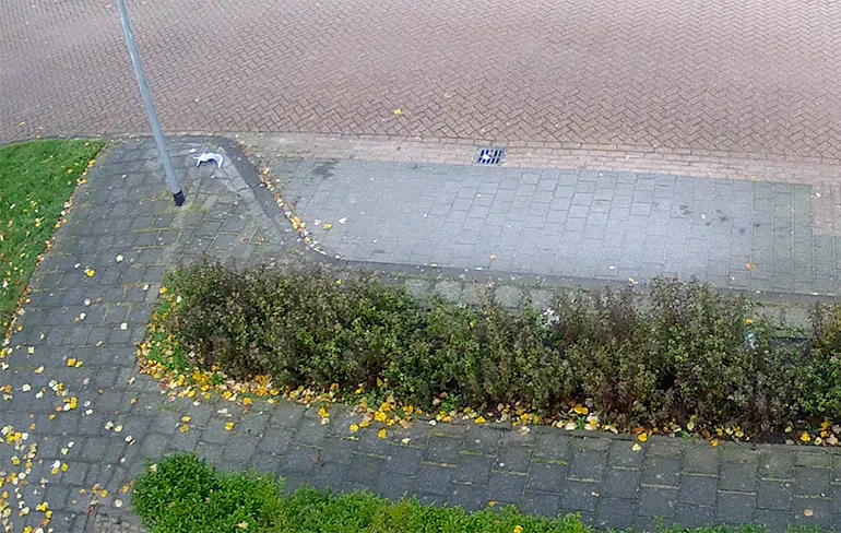 Meeuw vs lantaarnpaal, RIP meeuw