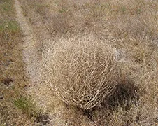 Meisje is bang voor weg tuimelde Thumbleweeds...