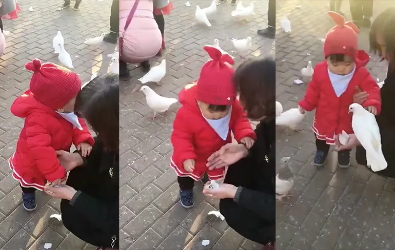 Meisje laat haar eten niet stelen door een duif!