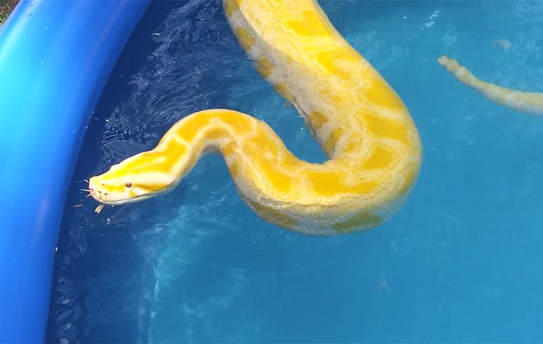 Meisje zwemt met grote Burmese Python