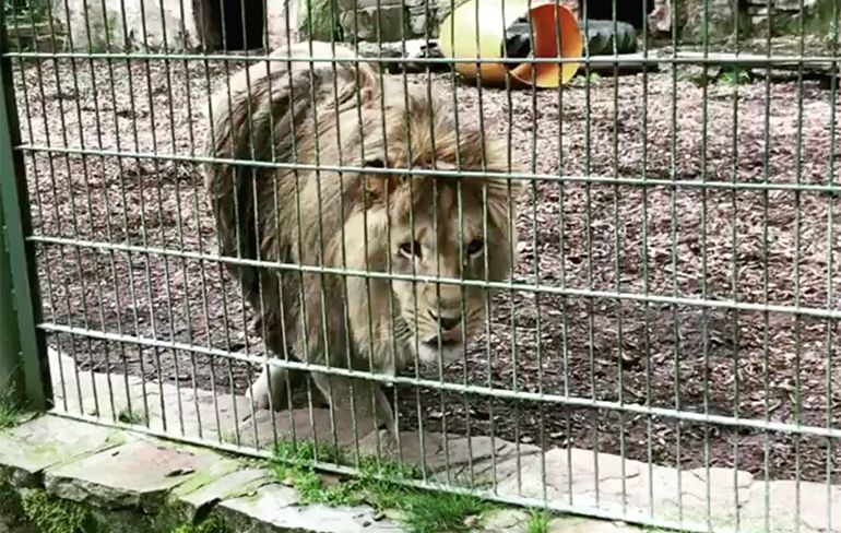 Mensen in Duitsland binnen blijven, dieren ontsnapt uit Eifel-Zoo
