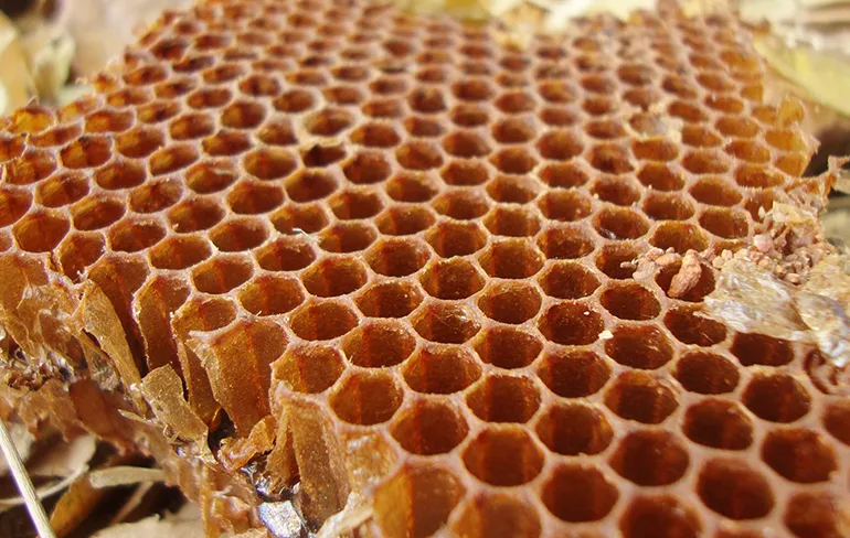 Mensen met Trypofobie kunnen deze video beter overslaan