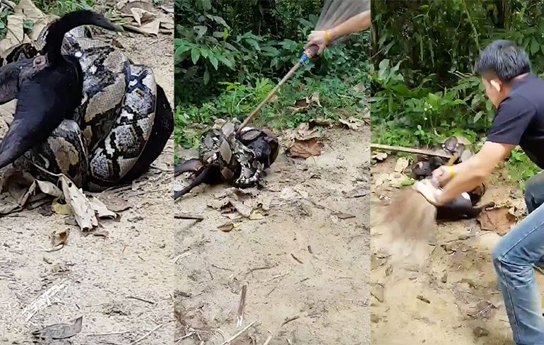 Mensen redden hondje van python met honger