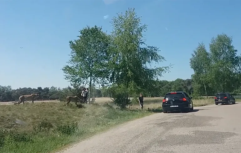 Mensen snappen concept safari Beekse Bergen niet, luipaarden vallen aan