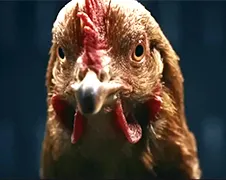 Mercedes gebruikt kippen in commercial