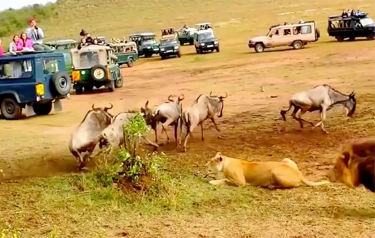 Mevrouw Leeuwin let op, meneer Leeuw doet het even voor!