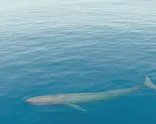 Moddervette drone beelden blauwe vinvis