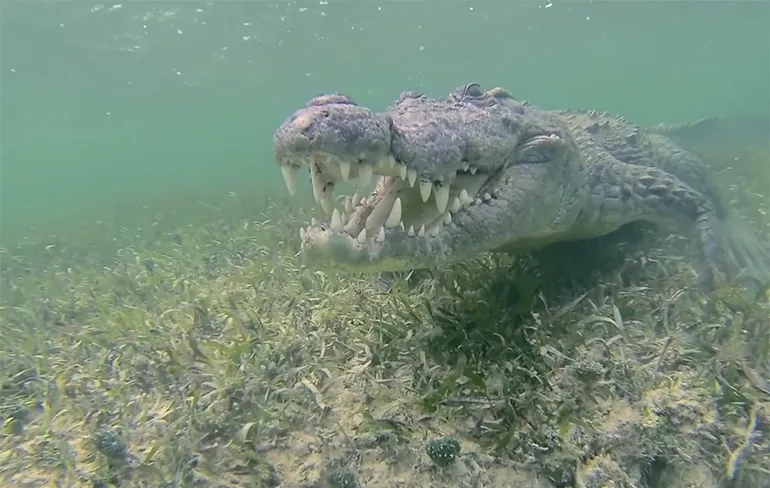 Model Roberta Mancino duidelijk niet bang voor krokodillen