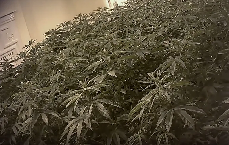 Moderne slaven aan het werk op marihuana boerderij in Engeland