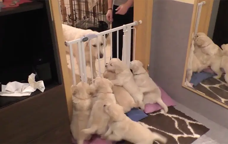 Moederhond leert haar puppies een lesje geduldig zijn