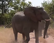 Moet je toch even hard rijden voor olifant in Botswana