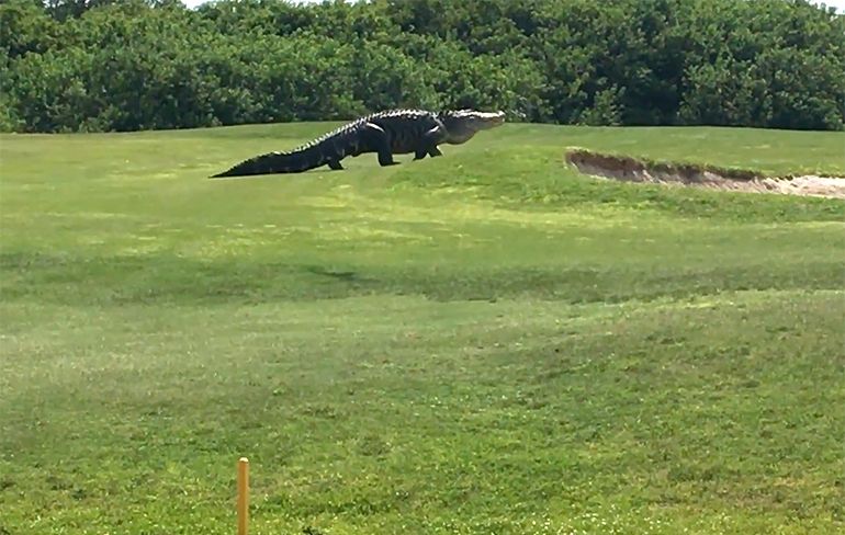 Monster-Alligator wil ook balletje slaan op Golfbaan in Florida