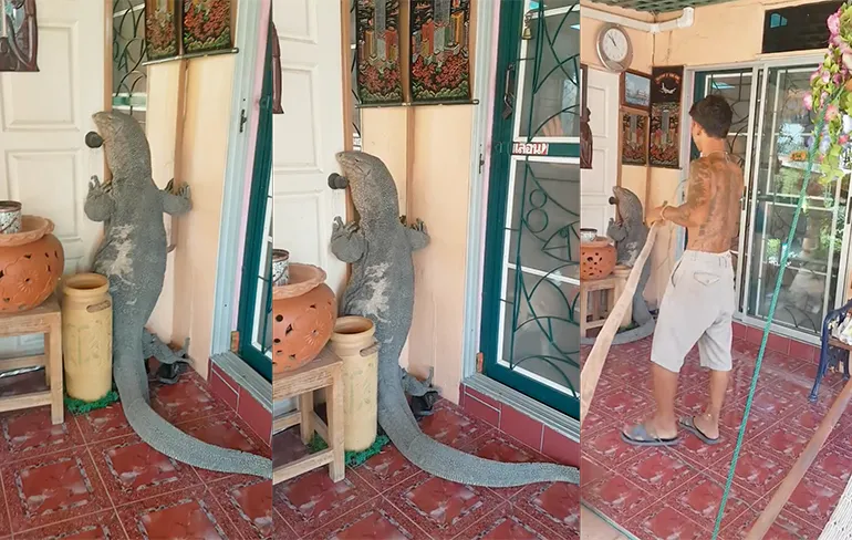 Monster hagedis gaat op visite bij familie in Thailand