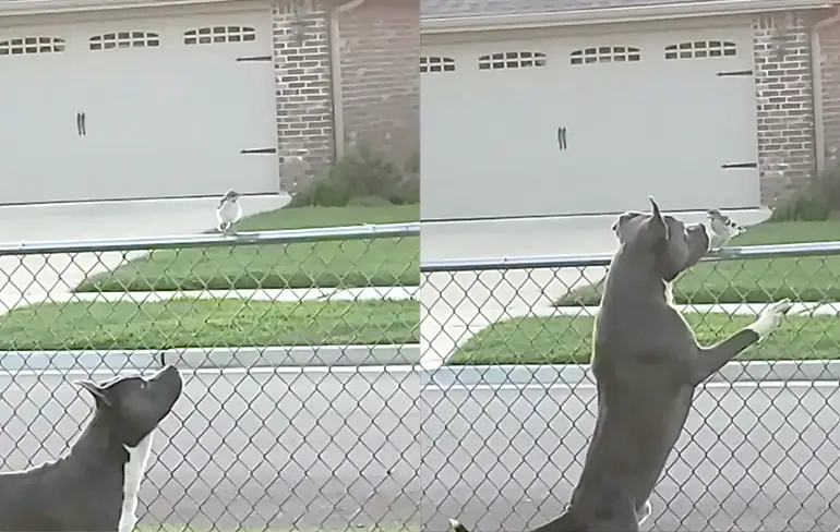 Mooi dat hond en vogel elkaar zo mogen... O wacht...