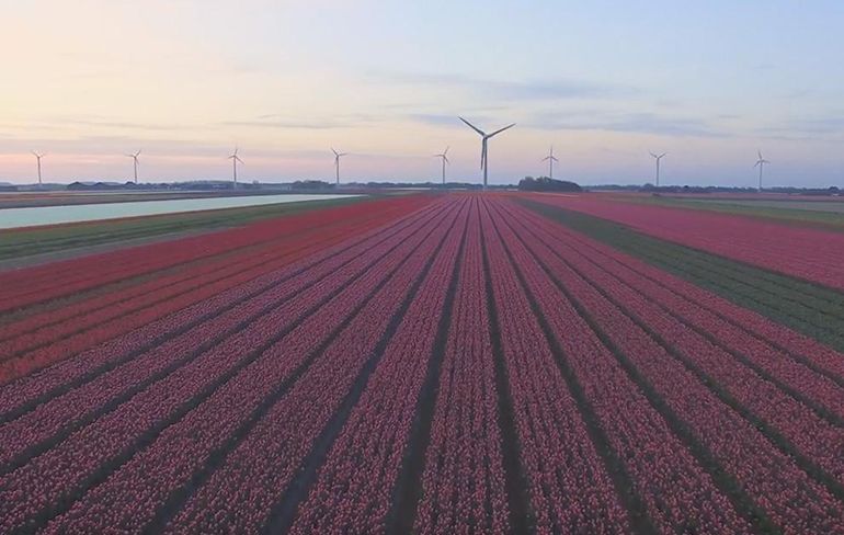 Mooie beelden van Nederlandse bloemenvelden gemaakt door een drone