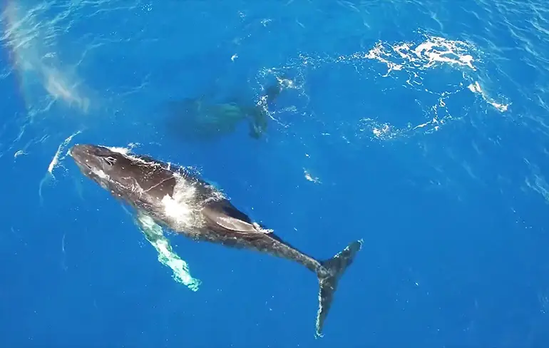 Mooie drone beelden van walvissen bij Hawaii