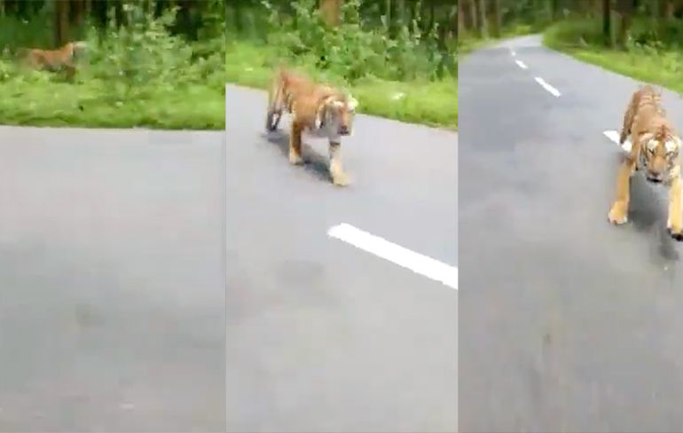 Motorrijder in India aangevallen door tijger