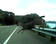 Fietser maakt onderweg kennis met BAM BAM Bambi!