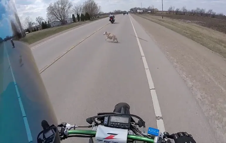 Motorrijders onderuit door overstekende hond