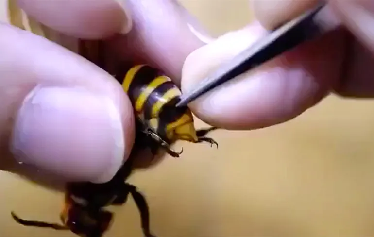 Nachtmerrie materiaal: Parasiet verwijderen uit een Wesp