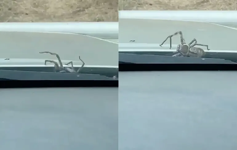 Natuurlijk alleen in Australië: Grote spin kruipt uit motorkap