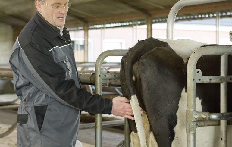 Nederlandse koeienfluisteraar laat zien hoe je koeien kunt laten plassen