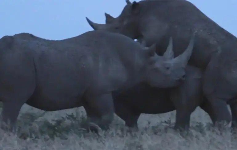 Neushoorn heeft geen zin in een triootje